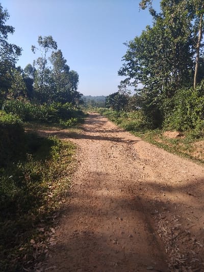 A dirt road curves through a lush, green landscape under a clear, blue sky. Trees and vegetation line both sides of the road, creating a natural tunnel. Shadows cast by the trees fall across the road's surface, adding depth and texture. In the distance, a gentle hill can be seen. The image is captured from a slightly elevated perspective, emphasizing the road's path into the distance.