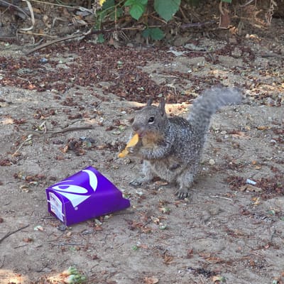 A gray squirrel is captured in a close-up, eye-level shot as it eats a french fry. The squirrel is positioned in the center-right of the frame, with its front paws holding the fry to its mouth. A crumpled, purple Taco Bell box lies to the left of the squirrel, partially obscuring the foreground. The ground is a mixture of dirt, small pebbles, and scattered brown debris, likely leaves and twigs. Vegetation, including green leaves and dry branches, forms a blurred background. The lighting suggests an outdoor environment, possibly during daylight hours. The scene is set on the ground, with no visible buildings or infrastructure that would indicate a specific location within Cherry Grove, United States. The overall impression is one of urban wildlife interacting with discarded human food.