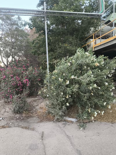 The image depicts an outdoor scene, likely in an industrial or construction area, possibly located in Dimona, Israel. In the foreground, a paved surface shows cracks and debris, with a small plant growing from one crack. To the left and center, two dense bushes are visible; the one on the left is covered in small pink flowers, while the one in the center and right is laden with white flowers. Behind the bushes, a tall, slender metal pole stands vertically, supporting a wide, horizontal metal structure that appears to be a conveyor belt or utility bridge. Further in the background, a large industrial structure with yellow railings and a green component is partially visible, along with lush green trees and a clear sky. The overall impression is one of an outdoor, industrial environment with significant vegetation.