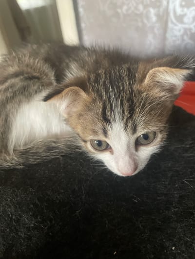 This media file is a close-up, vertically oriented photograph of a young kitten. The kitten has tabby markings with patches of white fur on its face, chest, and paws. Its eyes are a striking green-yellow color, and its nose is pink. The kitten appears to be resting on a dark, textured surface, possibly a blanket or rug, which takes up the majority of the right side of the frame. In the background on the left, there is a blurry, light-colored surface with a subtle damask-like pattern, and a hint of what appears to be a window frame or furniture. A small section of bright red is visible at the top of the frame, possibly part of a toy or bedding. The lighting suggests an indoor setting, likely during the daytime given the illumination from the left side. The kitten's gaze is directed slightly upwards and to the left, with a curious or perhaps sleepy expression. There is no visible text in the image. The image has a shallow depth of field, with the kitten's face in sharp focus and the surrounding environment softly blurred.