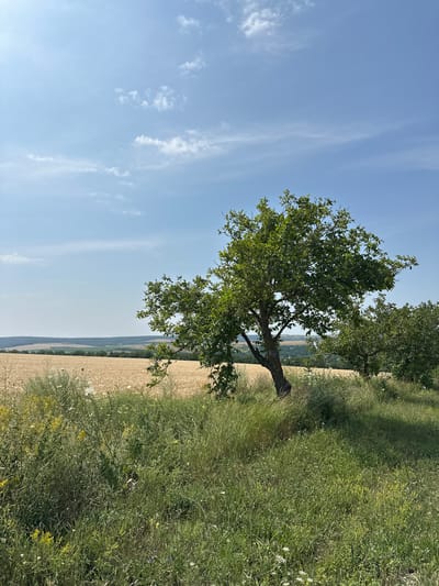 A medium shot captures a rural landscape under a clear blue sky with sparse, wispy clouds. In the foreground, tall green grass and wildflowers are abundant, with a few yellow and white blossoms visible. Two large trees with full green foliage dominate the right side of the frame. The tree on the left is closer and has a thick, gnarled trunk. Behind the trees, a vast field of golden wheat stretches to the horizon. The terrain beyond the wheat field consists of rolling hills with patches of green trees and some indistinct buildings. The overall scene depicts a serene summer day in the countryside, possibly in the vicinity of Piscărești, Moldova. There are no people or animals visible in the image.