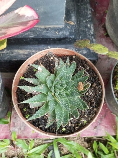 This image displays an overhead view of a potted succulent plant situated in an outdoor or semi-outdoor environment in Naya andura, India. The central subject is a robust green succulent, possibly an Aloe or Haworthia species, characterized by its rosette formation of rigid, triangular leaves with distinct serrated edges and numerous small white dots. One leaf exhibits a small, dried, light brown fragment. The plant is contained within a round, reddish-brown terracotta-style pot filled with dark, granular soil, from which several small green seedlings are sprouting.
Surrounding elements include the partial view of a variegated leaf with prominent pinkish-red edges in the upper left quadrant. Towards the upper right, a segmented, dark green plant stem with a mossy or lichen-like texture extends into the frame. A portion of a dark-colored pot, also containing green moss, is visible along the right edge. In the upper background, a dark, weathered object with horizontal ridges is present. The ground beneath and around the main pot appears to be a reddish-brown surface, while the lower foreground shows green grass and other small green plants growing from the ground. No individuals or discernible actions are present in the scene.
