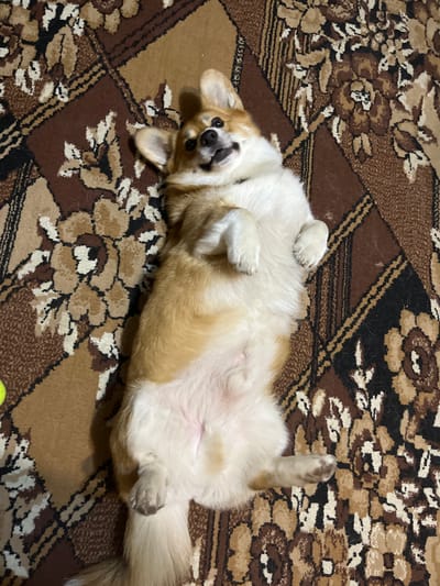 A corgi dog lies on its back on a patterned carpet, its paws in the air. The dog has tan and white fur and its mouth is open in a playful expression. The carpet has a brown and beige floral pattern. There is a hint of a yellow ball in the lower left corner of the image. The setting appears to be indoors, likely in a home environment.