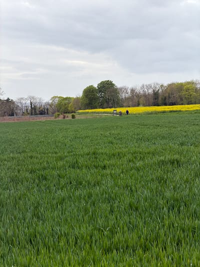 A landscape shot of a grassy field with a row of yellow rapeseed flowers. Two indistinct figures stand near a sign or information board in the middle distance. The sky is overcast. This location is in Auvers-sur-Oise, France.