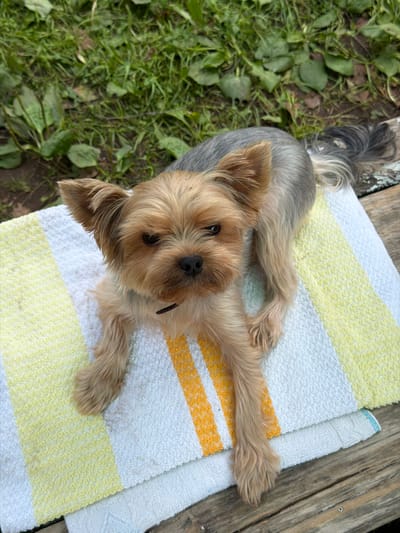 A Yorkshire Terrier lies on a striped towel outdoors. The dog is tan and grey with large ears and a black nose. It is positioned on a towel with white, yellow, and orange stripes, which is laid on a weathered wooden surface. Behind the dog and towel, green grass and some dirt are visible. The image appears to be taken from a high angle, looking down at the dog. There is no indication of the city of Sylva, Russia.