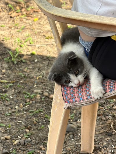 A Scottish Fold kitten with gray and white fur is resting on a patterned cushion on a light brown plastic chair. The kitten's head is tilted down, and its right paw is extended forward, resting on the cushion. The kitten's eyes are open and looking forward. Behind the kitten, a person wearing a white t-shirt and black pants is partially visible, with a blue and white patterned fabric underneath the t-shirt. The chair is outdoors, with a dirt and gravel ground visible in the background, containing small green plants and scattered pebbles. The image is captured in Komsomolskiy, Russia.