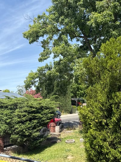 This image captures a vibrant, verdant outdoor scene, likely a residential backyard or park area, under a bright blue sky with wispy clouds. The dominant features are numerous large trees with lush green foliage, varying in type from broad-leafed to denser, needle-like varieties, which fill most of the upper and middle sections of the frame.
In the mid-ground, a well-maintained grassy lawn is visible on the right side. On the grass, there is a dark, ring-shaped object, possibly a tire. A black wrought iron fence runs horizontally across the mid-ground, separating the lawn from an area with more objects. Behind this fence, a bright red utility vehicle, possibly an ATV or riding lawnmower, is parked next to a brick structure. The rear portion of a dark car is also visible further in the background.
A chain-link fence is partially visible in the bottom foreground, suggesting the photo was taken from an adjacent property. Among the dense greenery, a patch of pink flowers or leaves adds a splash of color. Parts of a grey-shingled roof are subtly visible beneath some bushes.
There are no people visible, and no specific activities are taking place; the scene appears tranquil and still. The bright sunlight and clear sky indicate it is daytime, likely mid-day. No text is visible within the image.
