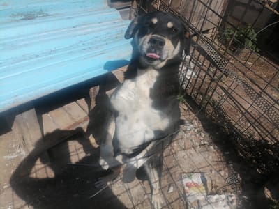 A medium shot captures a black and white dog with its tongue sticking out, sitting on a gravelly ground. The dog is positioned on the left side of the frame, facing the viewer. Behind the dog, a weathered blue corrugated metal surface extends from the top left corner towards the center. To the right of the dog, a dark metal fence encloses the area. The ground is covered in dirt, pebbles, and some scattered debris, including what appears to be a small piece of paper with some colorful fruit imagery and text. The overall setting seems to be outdoors, possibly a yard or an enclosure, with sunlight casting shadows, suggesting it is daytime. The dog's expression and slightly open mouth could indicate it is panting or has just finished an activity, and its eyes are looking directly at the camera. The scene is simple, focusing on the dog in its environment.