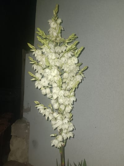 A vertical close-up shot shows a tall, dense cluster of white yucca flowers against a pale gray wall and a dark background. The yucca flowers are bell-shaped, with some fully open and others still in bud, appearing green and elongated. They are arranged in a tapering, spike-like inflorescence. To the left of the flowers, a dark, shadowed area suggests an outdoor setting, possibly with some architectural elements like a corner of a building or a doorway. The wall behind the flowers has a rough, textured surface. The overall lighting is dim, suggesting it was taken at night or in low light conditions. There are no people or animals visible in the image.