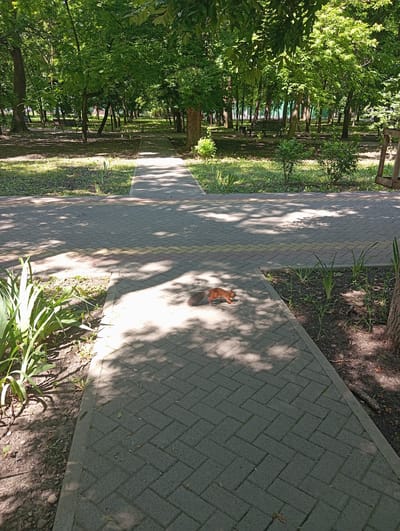 The image depicts a park pathway in Otradnaya, Russia, on a sunny day. The pathway is made of interlocking gray pavers with a decorative band of reddish and yellow pavers forming a cross shape. Lush green trees with dappled sunlight filtering through their leaves line the pathway. In the foreground, a small orange squirrel is visible on the pathway, appearing to walk or forage. To the left of the pathway, there are leafy green plants growing in a patch of dark soil. To the right, the pathway is bordered by a tree trunk and more dark soil with some scattered debris. The background shows more trees and a glimpse of a park bench, suggesting a public recreational area.