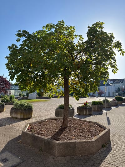 A hexagonal concrete planter with woodchip mulch surrounds the base of a medium-sized deciduous tree in a paved courtyard. The tree has a rough, brown trunk and is covered in lush green leaves, with some yellowing leaves also present, suggesting it is autumn. The planter and tree are situated in the foreground, with a line of similar, smaller concrete planters filled with green foliage and some red flowers extending into the midground, to the right. The ground is paved with interlocking hexagonal stones, and shadows from the tree and planters are cast across the pavement. In the background, a modern, white building with multiple windows and a blue sign is visible. To the left of the building, a greenhouse with a glass roof and frame structure is present. The sky is clear and blue, with the sun shining brightly from the upper right, creating a lens flare effect and casting long shadows. This scene is located in Sankt Wendel, Germany, likely in a public square or civic area, as indicated by the presence of planters, paved walkways, and administrative-looking buildings. No people are visible in the image.