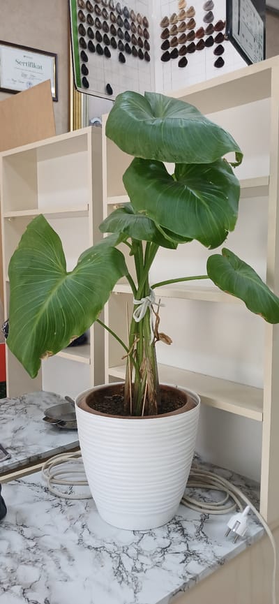 The image depicts an indoor scene, likely a salon or a home with a professional setup, based on the hair color charts visible in the background and a framed "Sertifikat" (certificate). A potted plant with large, green, heart-shaped leaves, tied with white twine, is centrally placed on a marble-patterned surface. The plant is in a white, ribbed pot. To the left of the plant, a metal dish with a utensil is visible. A white electrical cord with a European-style plug snakes across the surface and partially disappears under the shelf. The background features white shelving units. The scene suggests a well-lit, organized environment. There are no people present in the image. The overall impression is one of domestic or commercial interior decoration with a focus on plant life and professional materials.