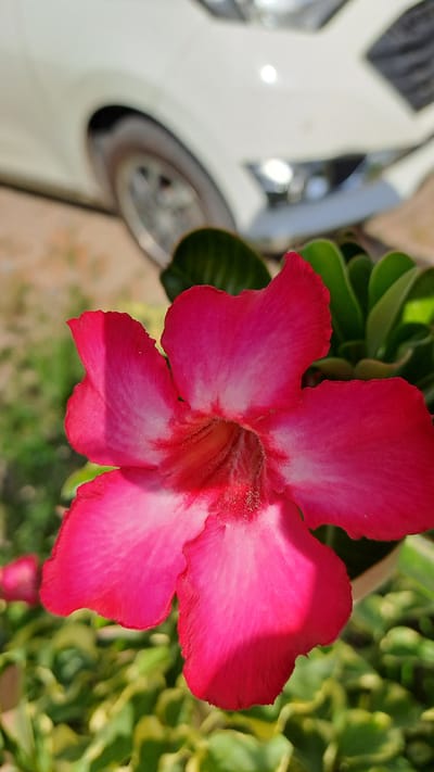 In the city of Kruengjuli Timu, Indonesia, a close-up shot captures a vibrant pink and white Adenium flower in the foreground. The flower exhibits five distinct petals, with a gradient of deep pink at the edges fading to a lighter pink and white near the center, where a fuzzy texture is visible. In the background, out of focus, a white car is parked, with its headlights visible as bright circular reflections. The surrounding environment consists of green foliage and a sandy or dirt ground surface.