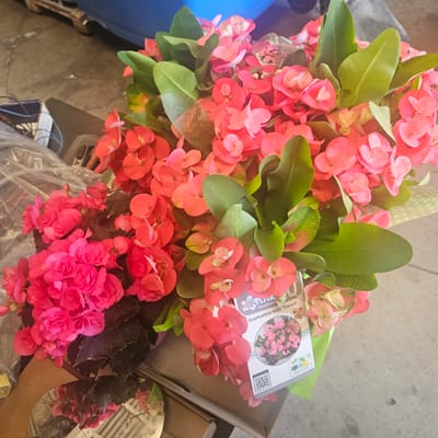 This media file features a close-up, overhead view of a bouquet of pink and coral euphorbia milii flowers, commonly known as crown of thorns, accompanied by dark green leaves. The flowers are clustered together, creating a vibrant and dense display. Nestled within the bouquet, on a label, is an image of pink euphorbia milii flowers and text. The label reads: "Euphorbia milii 'Traiara®'" and "GARDEN FAVOURITES". There is also a QR code on the label. The bouquet is presented in a brown cardboard box, with parts of other objects, possibly more plants or garden supplies, visible around it. The background appears to be a concrete floor or surface. The lighting suggests it is daytime, possibly outdoors or in a well-lit indoor space. There are no people visible in the image. The overall scene depicts a collection of plants, likely for sale or display.