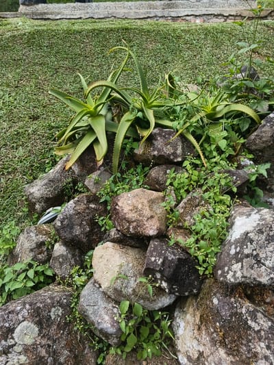 This outdoor photograph captures a verdant natural scene, likely a garden or roadside area in San Gregorio de Polanco, Uruguay. The main subjects are several healthy aloe vera plants, distinguished by their thick, spiky, and slightly curled green leaves, some showing reddish tips. These plants are growing amidst a collection of large, irregularly shaped rocks, which appear to form a low retaining wall or natural border.
The rocks are varied in color, ranging from light grey to dark brown, and many are textured with patches of moss or lichen, indicating exposure to the elements. Numerous small, green leafy plants, resembling groundcover or weeds, thrive in the spaces between the rocks and around the aloe vera. To the left side of the rocky formation, a small, partially obscured white and dark object, consistent with a flip-flop or sandal, is nestled amongst the stones.
Behind the rock wall and plants, a lush expanse of short, green grass fills the middle ground, suggesting a lawn or managed green space. In the upper background, a blurred concrete or paved structure is visible. The lighting is soft and diffused, characteristic of an overcast day or a time of day with indirect sunlight, as there are no strong shadows. No human activity is depicted, and no text is visible within the frame. The overall impression is one of natural growth and a slightly untamed outdoor environment.