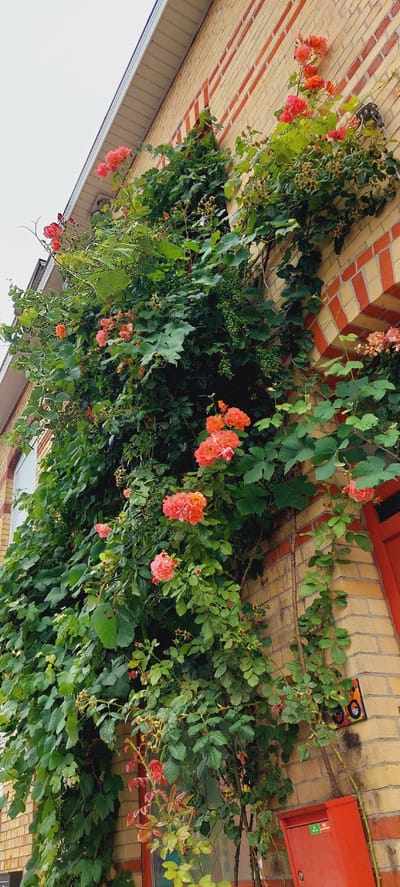 The image shows a climbing rose bush with abundant pink and orange flowers, as well as green foliage, covering a section of a yellow brick building with red brick accents. The building appears to be residential or commercial, with a visible window and a red door or gate on the right side. A small, colorful decorative tile is mounted on the wall. The scene is likely located in the city of Kortrijk, Belgium, given the architectural style and typical urban landscaping. The image is taken from a low angle, looking up at the wall and the plants.
