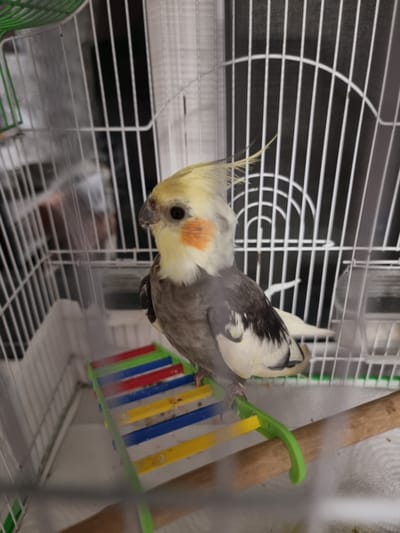 A cockatiel with grey and white feathers and a yellow crest is perched on a wooden dowel inside a white metal birdcage. The bird is looking to the left, with orange patches on its cheeks. A multi-colored plastic ladder with green, red, blue, and yellow rungs is situated in front of the bird. The background of the cage is dark, with vertical white bars. There are hints of a white cage liner on the bottom. No specific location in the city of Ruseni, Moldova can be determined from the image.