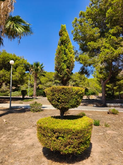 This is a photograph of a manicured topiary in a park-like setting. The topiary is shaped with a cylindrical base and a wider, tiered upper section that tapers to a point, resembling a narrow, stylized Christmas tree. It is a vibrant green and stands prominently in the center of the frame.
The setting is a sunny outdoor location with a clear blue sky, suggesting a pleasant day. The ground is covered in dry earth and scattered with some dead leaves or twigs. To the left of the topiary, a modern lamppost with a round, white light fixture stands tall. In the background, there are various trees, including a palm tree with a rough trunk, and dense green foliage on a gentle slope. There are also paved pathways and some smaller bushes scattered around. The overall impression is of a well-maintained public space, possibly a garden or a park, in a warm climate.
There are no people visible in the image, nor any specific activity or event taking place. The time of day appears to be daytime, given the bright sunlight and clear sky. The location cues, such as the type of trees and the dry ground, are consistent with a Mediterranean environment. No text is visible in the image. The focus is on the topiary and the surrounding natural and designed landscape.