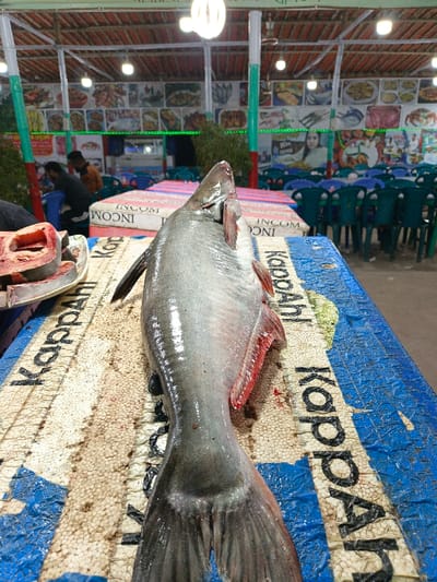 A large, whole catfish is displayed on a worn, blue and white surface with the name "Kappahl" visible. The fish has red fins and tail, suggesting it may be freshly caught. Beside it, a plate holds sliced fish. The scene is set in an open-air restaurant with tables and chairs in the background. Overhead lighting illuminates the area, and food-related images adorn the back walls. People are seated at some tables, adding to the lively atmosphere.
