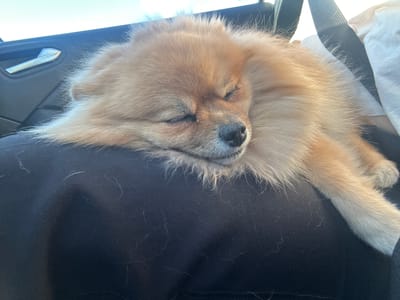 A small, fluffy dog, resembling a Pomeranian, is captured in a close-up, eye-level shot, peacefully sleeping on a person's lap inside a car. The dog's fur is a warm light brown and cream color, and its eyes are closed, indicating deep rest. Its head is comfortably nestled on the dark fabric of the lap, with its small, dark snout just visible.
The scene is set within a car interior during bright daylight, suggested by the strong light illuminating the dog's fur and the elements outside the window. A silver car door handle is visible on a dark panel to the left of the dog, while a black seatbelt and a white fabric (possibly a cushion or clothing) are seen to the right. The dark fabric of the lap, likely trousers, is covered with numerous loose dog hairs, suggesting the dog is a frequent passenger or a shedder.
The dog appears utterly relaxed and at ease, creating an atmosphere of calm and contentment. There is no visible text in the image. This tranquil scene unfolds in Pourrières, France.