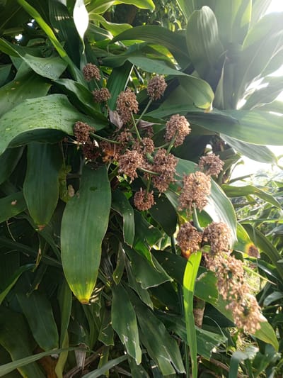 This is a close-up, eye-level, outdoor photograph of a large, leafy green plant with clusters of dried brown seed heads. The plant appears to be a Corn Plant (Dracaena fragrans), or a similar species. The leaves are long, strap-like, and glossy green, with some water droplets visible on their surfaces, suggesting recent rain or dew. The seed heads are small, spherical, and clustered together on thin stalks, forming pendulous racemes. They are a dry, light brown color, indicating that they have likely already dispersed their seeds. The background is filled with more of the plant's foliage, creating a dense, verdant environment. Sunlight filters through the leaves from the upper right, creating bright highlights and dappled shadows. The overall impression is one of lush, natural growth. This plant is located in Bellanneoya, Sri Lanka, an area characterized by tropical vegetation and often humid conditions.