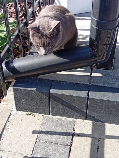 An adult gray cat is peering down into a black plastic downspout that is angled across a paved patio. The cat is sitting on a black metal fence. The downspout is attached to a vertical black pipe that extends upwards out of frame. The patio is made of light gray and dark gray interlocking concrete pavers. In the background, to the left, are plants and mulch. The scene is illuminated by bright sunlight, casting shadows. The location is the garden of a private residence in Kiełczów, Poland.