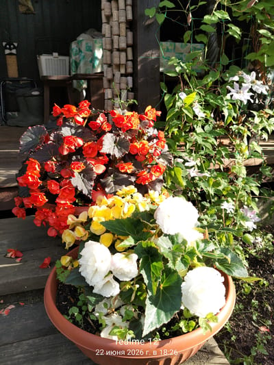 A close-up, low-angle shot shows a variety of flowering plants in an outdoor setting, likely a garden or porch, given the wooden planks visible on the ground. In the foreground, a brown plastic planter holds several large, white, ruffled flowers, possibly begonias, interspersed with green foliage. To the left of the planter, a cluster of bright orange-red flowers with dark, glossy leaves, also appearing to be begonias, spills over the edge of the pot. Behind and to the right of these, yellow flowers are visible. Further in the background, green vines with small white flowers climb a trellis or netting against a dark wooden structure. To the far left, a black lawn chair and what appears to be a pair of dark green gardening boots are partially visible, along with a decorative black and white cat figure attached to a pole. A white plastic basket sits on a wooden surface behind the cat. The scene is illuminated by sunlight, casting shadows and highlighting the textures of the plants and wooden surfaces. The timestamp "Realme 12 22 июня 2026 г. в 18:26" is overlaid on the bottom right of the image. The location is specified as Авиатор Снт, Russia.