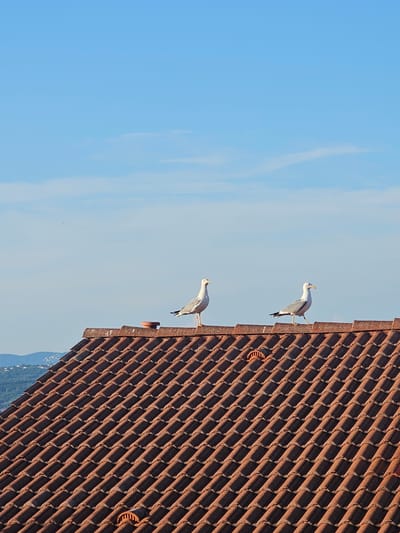 Two seagulls are perched on a terracotta tiled roof under a bright blue sky with a few wispy clouds. The seagulls are facing right, with one slightly behind the other. The roof is angled downwards from the foreground towards the background, revealing a distant, hazy landscape of hills and some buildings. A small dark object, possibly a bird or drone, is visible in the far upper left of the sky. The scene appears to be from a rooftop perspective in a city, likely Koper/Capodistria, Slovenia, given the architectural style of the roof tiles and the Mediterranean-like landscape.