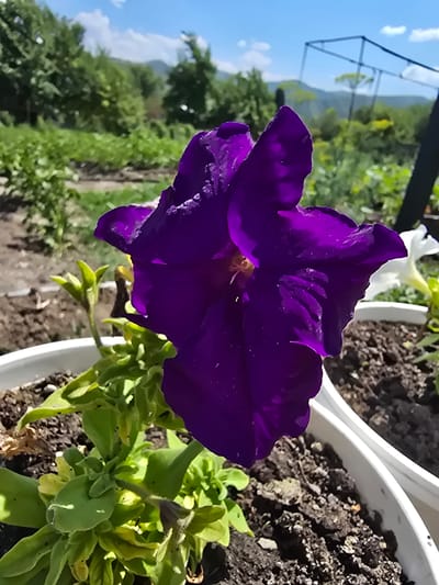 This media file is a close-up, outdoor, eye-level shot of a vibrant purple petunia flower in full bloom. The flower is the primary subject, positioned centrally and dominating the foreground with its rich, velvety petals. Some of the petals appear slightly translucent, with visible veins and a few water droplets, suggesting recent rain or dew. A small portion of a white petunia and some green foliage are visible behind the purple flower, along with the white rim of a planter pot containing dark soil.
In the background, a blurred scene unfolds under a bright blue sky with scattered white clouds. Green trees and foliage are visible, along with a glimpse of distant hills or mountains, hinting at a natural or semi-rural setting. A metal structure, possibly a garden frame or trellis, is also discernible in the upper left quadrant of the background. The lighting suggests it is daytime, likely late morning or afternoon, with bright sunlight illuminating the scene.
The overall impression is one of a peaceful, sunny day in a garden or outdoor space, focusing on the beauty of nature and the delicate details of the flower. There is no visible text in the image. The setting, Serebriansk, Kazakhstan, provides a geographical context for this natural scene.