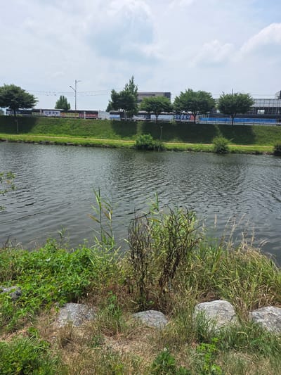 The image shows a wide, slow-moving river on a cloudy day. The riverbank is lined with lush green grass, interspersed with some dry reeds and rocks. In the background, there is a grassy embankment topped by a row of trees. Beyond the trees, a road is visible with several vehicles and buildings. The scene appears to be in a suburban or semi-rural area, possibly a park or recreational area. The presence of the river and the general landscape suggest a natural setting within or near the city of Anseong-si, South Korea.