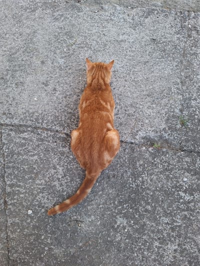 An overhead shot captures an orange tabby cat lying on a concrete surface. The cat is facing to the left, with its body stretched out and its tail extending to the right. The concrete appears weathered and cracked, with some small patches of dried grass or debris scattered across it. The lighting suggests it is daytime, with no strong shadows indicating a specific time. The overall scene is simple and static, with the cat appearing relaxed or resting on the textured ground. No text is visible in the image. The location context of Nabran, Azerbaijan, is provided, but there are no specific visual cues within the image itself to confirm this location.