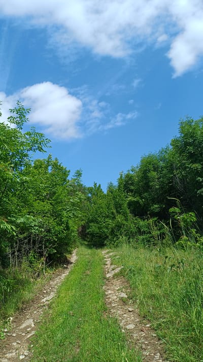 A dirt path ascends through lush green vegetation under a bright blue sky with scattered white clouds. The path is lined with grass and trees. The location appears to be Gorna Verenitsa, Bulgaria, based on the prompt. No people or animals are visible. The scene is peaceful and natural.