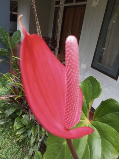 A close-up photograph depicts a vibrant reddish-pink Anthurium flower positioned in the foreground, its distinct spathe and textured spadix prominent. Surrounding the flower are various green plants and foliage. In the blurred background, a light grey building facade is visible, featuring a set of brown double wooden doors centrally located. To the right of the doors, a dark-framed window with reflective glass is present, and to the left, another opening or window is partially obscured. Faintly discernible behind the flower are dark furniture pieces, possibly a chair, suggesting an outdoor patio or porch area. The scene is located in Naya Andura, India. No individuals are present.