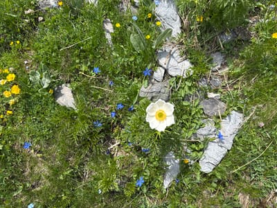 The image shows a close-up, overhead view of a patch of alpine meadow in Leukerbad, Switzerland, with a focus on various wildflowers and rocky terrain. The dominant elements are lush green grass, interspersed with small blue flowers (likely gentians) and yellow buttercups. Several grey stones, some smooth and others rough, are scattered throughout the scene, contributing to the natural, rocky environment.
In the center of the frame, a single, large white flower with a bright yellow center stands out. Its petals are delicate and slightly ruffled, and it is surrounded by finely divided green foliage. Several smaller blue flowers are scattered around this central white bloom, some appearing to be in clusters, while others are isolated.
The lighting suggests it is daytime, with sunlight casting shadows and highlighting the textures of the grass and rocks. The overall impression is one of a natural, undeveloped alpine landscape, characterized by hardy wildflowers growing amongst the stones and grass. There are no people or animals visible in the image.