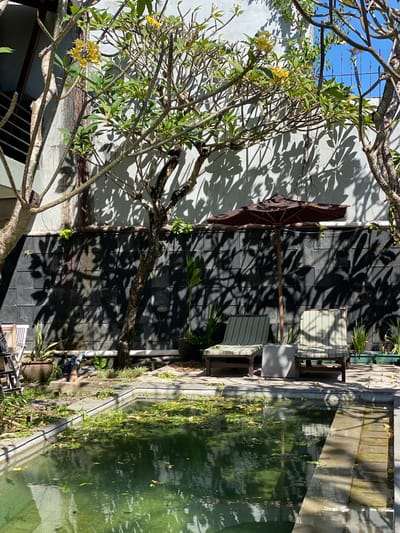 This image depicts an outdoor scene in Denpasar Barat, Indonesia, featuring a swimming pool area. The pool itself is partially filled with murky green water and covered with floating leaves and aquatic plants. Surrounding the pool are paved walkways and a low-lying garden area with various plants.
In the mid-ground, two lounge chairs with green and white striped cushions are positioned on the paved area. Between the chairs is a small, square, textured table. A large, dark brown umbrella is unfurled, providing shade over the chairs and table. Behind the chairs and umbrella, a dark grey tiled wall serves as a backdrop. The wall is heavily shadowed by the leaves of trees, creating a dappled effect.
To the left of the lounge chairs, a ladder is partially visible, leaning against a building structure. A variety of potted plants and vegetation are scattered around the area, including a large terracotta pot. Trees with thin branches and some yellow flowers are prominent in the foreground and mid-ground, casting intricate shadows on the wall and ground. The overall atmosphere suggests a peaceful, albeit somewhat unkempt, garden setting. The bright sunlight and clear blue sky indicate a warm, fair-weather day. There are no people visible in the image.