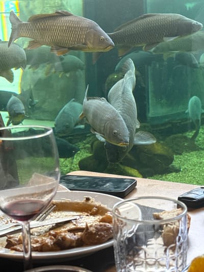 The scene depicts an indoor environment, specifically a restaurant or cafe setting adjacent to a large freshwater aquarium, located in Mora, Portugal, likely at the Fluviário de Mora. The background is dominated by a clear glass aquarium containing numerous adult Common Carp (Cyprinus carpio), displaying brownish-grey scales. The fish are oriented in various directions, with several prominent specimens visible in the mid-ground and foreground of the tank. The aquarium floor features green substrate and dark rock formations.

In the foreground, a wooden tabletop is visible, presenting remnants of a meal. A round white plate holds partially consumed food, consisting of meat pieces and other components covered in a brown sauce. A silver fork and knife rest on the plate. To the left, a clear wine glass, approximately one-quarter full of red liquid, is present. To the right, a clear glass with a textured surface is visible. A black smartphone rests horizontally on the table, to the right of the plate, alongside a black car key fob.