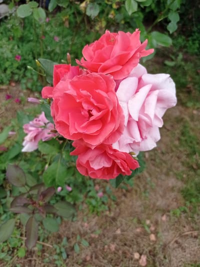 A close-up, eye-level shot focuses on a cluster of roses in bloom, with some in sharp focus and others blurred into the background. The roses are a mix of vibrant pink and soft blush tones, with intricate petal formations. Green foliage surrounds the flowers, and the ground is a textured mix of dry grass and scattered leaves. The scene appears to be an outdoor garden setting in Kubanskiy, Russia, characterized by natural vegetation and a rustic ground cover.