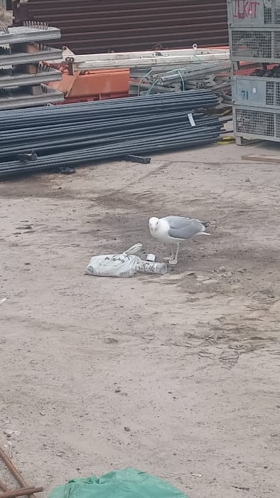 The image captures an outdoor scene at what appears to be a construction or storage yard in Darłowo, Poland. In the mid-ground, a single adult seagull with white plumage and grey wings stands on light brown, sandy dirt. The seagull has a yellow beak and pinkish legs, and its head is slightly tilted towards a crumpled white plastic bag and a clear plastic bottle lying on the ground to its left.

In the background, various construction materials are visible. To the left, there are multiple horizontal stacks of dark metal rebar or pipes. Behind these, grey concrete slabs are stacked, along with an orange piece of heavy equipment. To the right in the background, a stack of grey metal mesh containers or crates is present. The top container bears the red spray-painted text "LUKAT," and a lower container is marked with the number "71." A small portion of a green tarp or fabric is visible in the lower-left corner of the frame. The scene is illuminated by natural daylight.