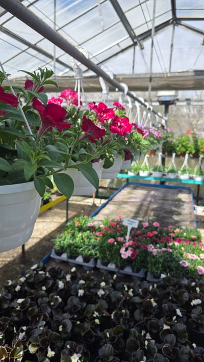 The image depicts the interior of a greenhouse, potentially located in or near Usoika, Bulgaria, featuring various plants and flowers. Red and pink petunias are prominently displayed in hanging white containers. Additional varieties of flowers, including those with dark foliage and small white blossoms, are arranged on tables or shelves. The greenhouse structure is visible in the background, with glass panels and metal supports. A pathway runs through the greenhouse, providing access to the different plant displays. The overall scene suggests a commercial nursery or garden center.