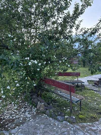 This is a photograph of an outdoor scene in the city of Redant, Russia. In the foreground, two wooden benches with red backs and weathered blue and grey seats are positioned on a stone pathway. The benches are partially covered in fallen white flower petals, which also litter the ground around them. Behind the benches, a tree with abundant green leaves and white flowers is in bloom, with its branches extending towards the sky. The ground is covered with grass and scattered rocks. In the background, a path continues, leading towards a grassy area and a building with a red roof. The sky is visible above the tree branches, appearing overcast.