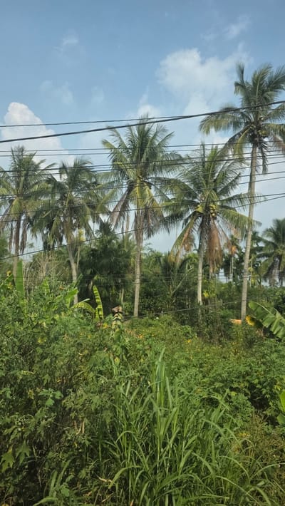 The image captures a scene in Xuân Long, Vietnam, featuring tall palm trees lining the left side of the frame, their fronds reaching towards a blue sky with scattered white clouds. Power lines cut across the view, intersecting with the trees. The right side of the image is dominated by dense vegetation, with varying shades of green indicating different plant types. Some taller grasses are visible amidst the other greenery.