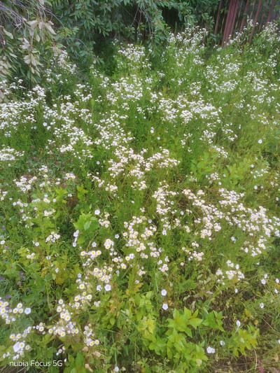 In Sestrynivka, Ukraine, a patch of white wildflowers with yellow centers grows amidst lush green foliage. The flowers are densely packed, creating a carpet of white and green. Some of the flowers are in full bloom, while others are still buds. The surrounding vegetation is vibrant and healthy, indicating a well-watered environment. The scene appears to be a natural setting, possibly a meadow or a field, with no visible signs of human intervention or activity. The image is taken from a slightly elevated perspective, looking down at the field of flowers.