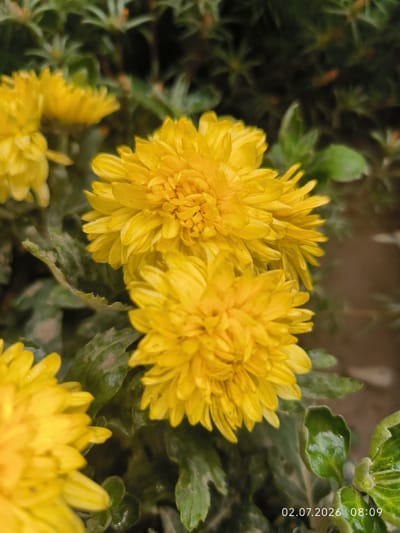 In the city of Kattasu, Uzbekistan, a close-up, vertical shot showcases a cluster of bright yellow chrysanthemums. The flowers are in full bloom, with numerous tightly packed petals creating a dense, spherical shape. Some petals show small water droplets, suggesting recent rain or dew. The leaves are a deep green, some appearing slightly dusty or weathered. The background is a blurred mix of green foliage and darker, out-of-focus elements, providing a soft contrast to the vibrant yellow blooms. A timestamp in the lower right corner reads "02.07.2026 08:09."