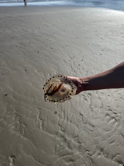 In Ballykinler, United Kingdom, a person's arm is visible from the elbow down, holding a jellyfish on a beach. The jellyfish is translucent with a bell-shaped body and dark-rimmed tentacles. It appears to be resting in the palm of the hand. The background is a sandy beach with gentle waves and ripples in the sand, indicating a receding tide. In the distance, a person is walking near the water's edge. The lighting suggests it is daytime, possibly overcast.