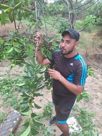 The media file displays a young man standing next to a cherry tree in an outdoor setting. He is wearing a black t-shirt with blue accents and black shorts, and a black baseball cap. The man has a beard and is looking towards the camera with a slight smile. He is holding a branch of the cherry tree, which is laden with ripe, dark red cherries. The background consists of a dirt path, vegetation, and other trees. The image appears to be taken during the daytime, under natural light, likely in a rural or agricultural area, possibly a cherry orchard in Dolna Malina, Bulgaria. The overall atmosphere suggests a casual moment, possibly during the cherry harvesting season. A small bracelet is visible on the man's left wrist. Partially visible in the lower right corner is a piece of wood with some faded text, which is not clearly legible.