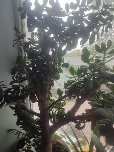 A jade plant, also known as Crassula ovata, is positioned in front of a window. The plant is lush with thick, green, oval-shaped leaves and a sturdy, woody trunk. Sunlight streams through the window, casting a soft glow on the plant. Outside the window, a fence is visible, and beyond that, trees and a hazy sky suggest an outdoor environment. The plant is in a pot, and some other greenery is visible at the base. The scene suggests a domestic setting, likely a home or office, where the plant is being cared for.