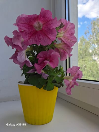 A close-up, high-angle shot features a vibrant yellow pot containing a cluster of bright pink petunias. The flowers, with their delicate, ruffled petals and darker veins, are the focal point, arranged in a lush display. Some petals are a lighter pink, almost white, towards their centers. The pot is positioned on a white surface, likely a windowsill, against a blurred background of a window. Through the window, a bright blue sky with scattered white clouds is visible, along with the green foliage of trees, suggesting an outdoor scene beyond the glass. The lighting appears to be natural daylight, possibly mid-morning or afternoon, with soft illumination. The image is clean and sharp, focusing on the texture and color of the flowers and the pot. In the lower right corner of the image, the text "Galaxy A35 5G" is visible, indicating the device used to capture the photograph. The overall impression is one of natural beauty and domestic tranquility, with the petunias adding a splash of color to the setting. The location context provided is Zviahel, Ukraine.