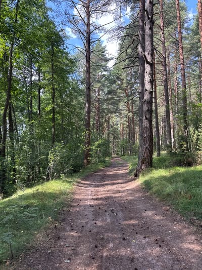 The image depicts a dirt path winding through a dense forest. Tall, slender pine trees with textured bark dominate the scene, their branches creating a canopy that filters sunlight onto the path. The ground is covered with a mix of dirt, pine needles, and scattered pinecones. Lush green foliage and grass line the sides of the path, with some areas receiving direct sunlight and others in shadow. The sky is visible in patches through the trees, displaying a blue expanse with some white clouds. The overall impression is a natural, serene forest environment. The image is located in the city of Portovoe, Russia. There are no people or animals present in the image.