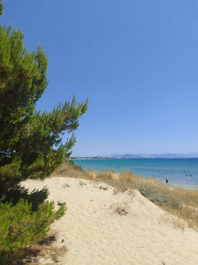 This image depicts a coastal scene in the Municipal Unit of Artemida, Greece. The foreground features a large pine tree on the left, its branches extending into the frame, casting a shadow on the sandy terrain. The sand dunes, covered with sparse dry grass and some low-lying thorny plants, rise towards the middle ground. Beyond the dunes, a body of clear turquoise water stretches out, with a distant shoreline visible on the horizon, characterized by low hills and some buildings. Several people are present in the water, some swimming and others wading near the shore. A single individual, a man wearing dark shorts, stands in the shallow water on the right side of the image, facing away from the camera. The sky is a clear, bright blue with no clouds. The overall scene conveys a sense of a sunny, tranquil beach day.