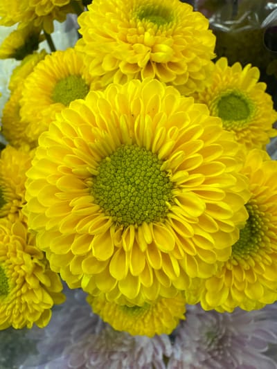 A close-up shot captures a bouquet of vibrant yellow chrysanthemums. The flowers are arranged tightly together, with one large bloom positioned prominently in the center, its delicate petals fanning outwards. The center of this central flower, and others visible, exhibits a bright green hue. The background is blurred, hinting at other flowers and perhaps packaging, but the focus remains sharply on the golden yellow blossoms. The image does not provide any visual information about the city of Kent, United States of America.